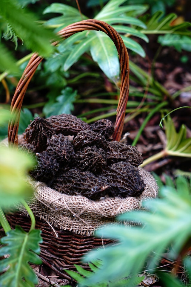 morel-plant-botany-leaf-terrestrial-animal picture material