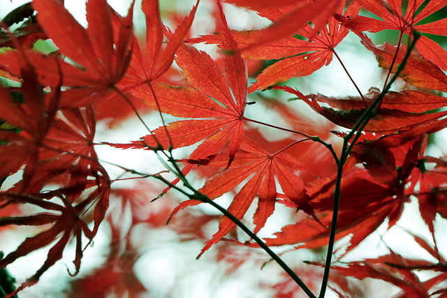 leaf-no-person-nature-fall-flora picture material