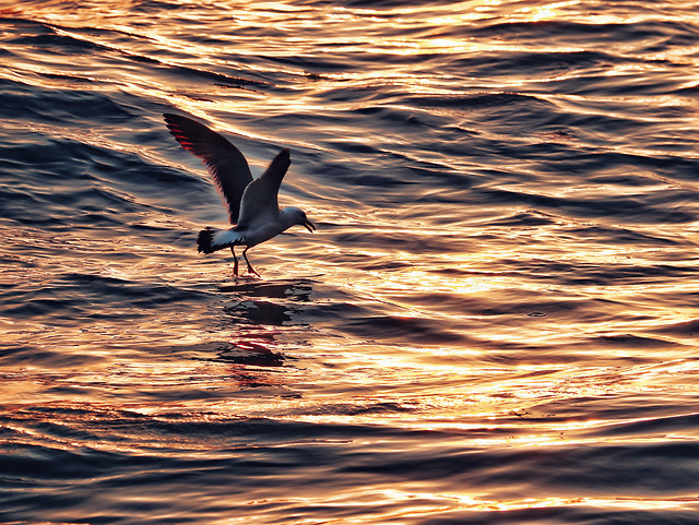 water-ocean-bird-sea-no-person picture material