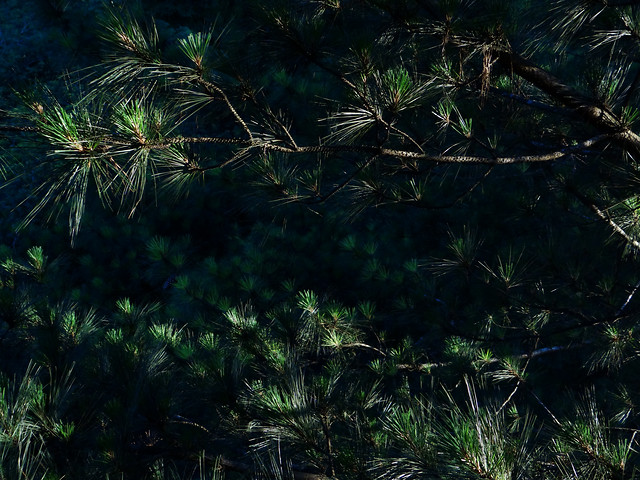 tree-no-person-leaf-wood-landscape 图片素材