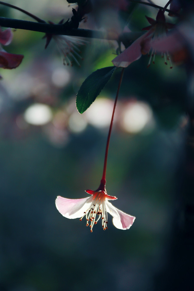 flower-no-person-nature-flora-leaf 图片素材