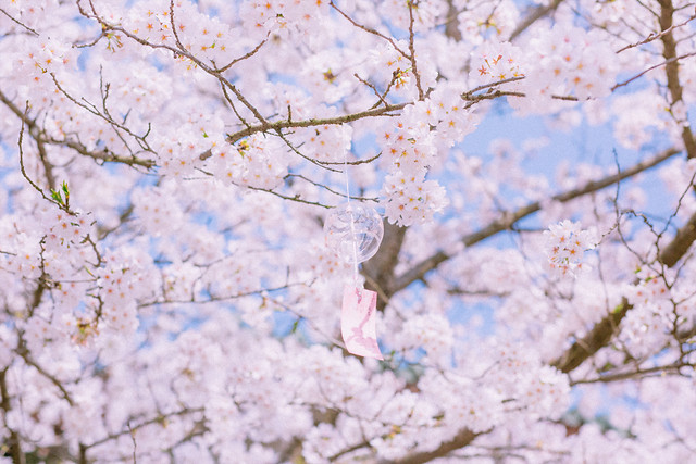 cherry-tree-branch-season-flower 图片素材