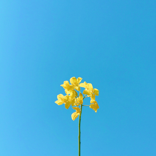 nature-flower-no-person-summer-sky 图片素材