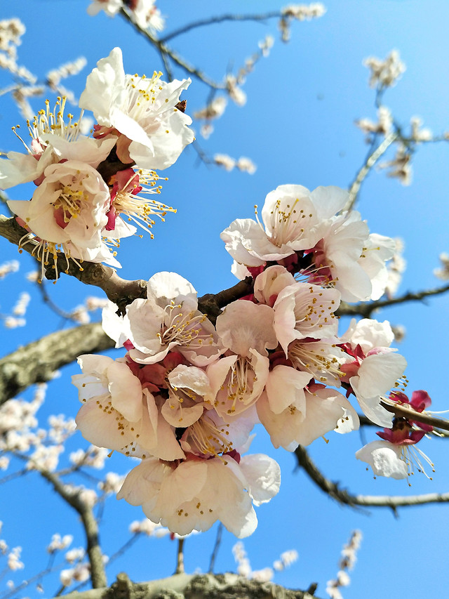 cherry-flower-branch-nature-apple 图片素材