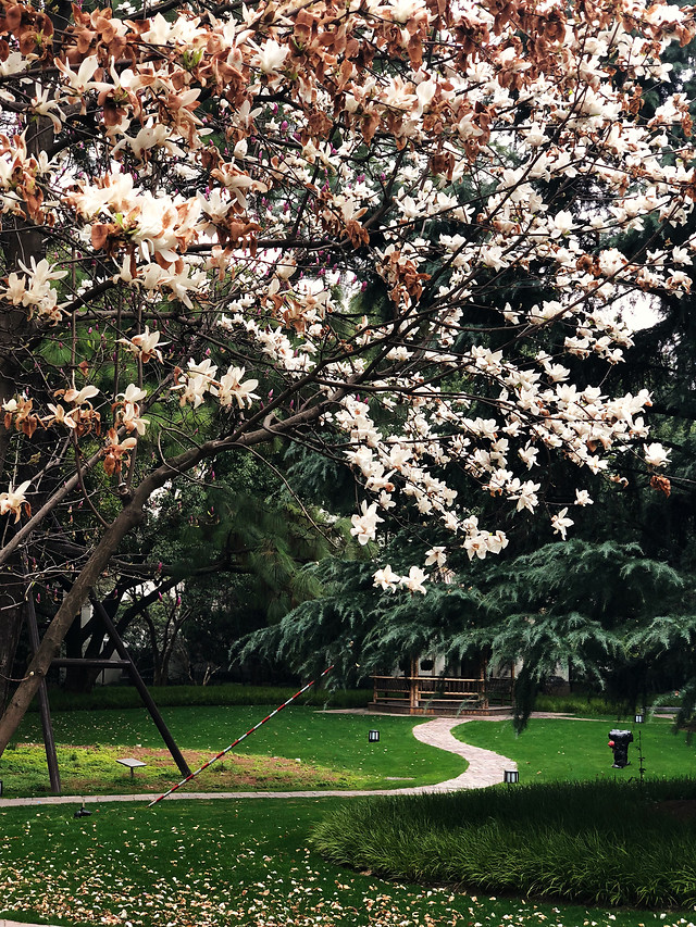 tree-landscape-flower-no-person-plant 图片素材