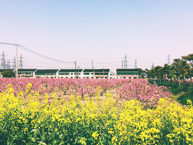 nature-summer-field-flower-landscape 图片素材