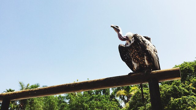 bird-no-person-nature-outdoors-wildlife picture material