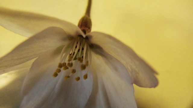 flower-no-person-blur-nature-white picture material