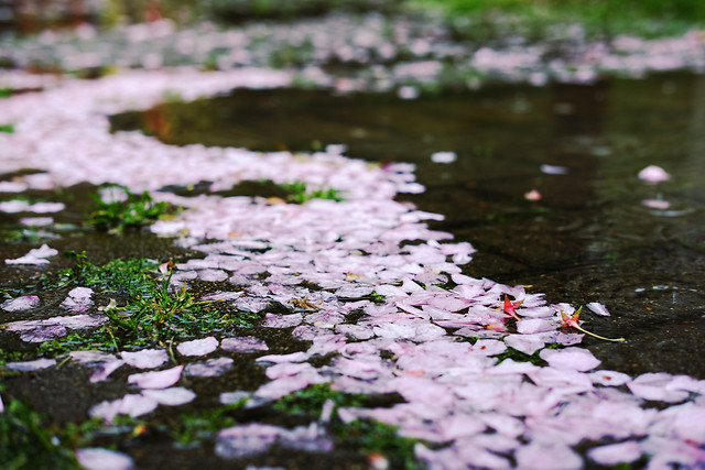 nature-leaf-water-flower-no-person 图片素材