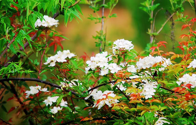 flower-leaf-tree-nature-no-person 图片素材