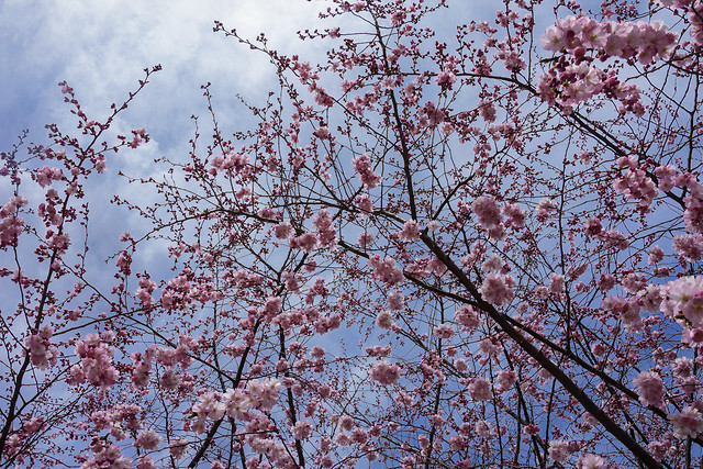 cherry-branch-tree-flower-season 图片素材