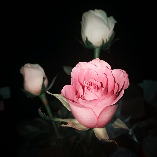 flower-rose-love-wedding-no-person 图片素材
