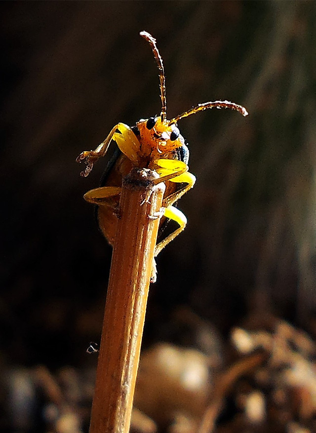 no-person-insect-invertebrate-wildlife-nature 图片素材