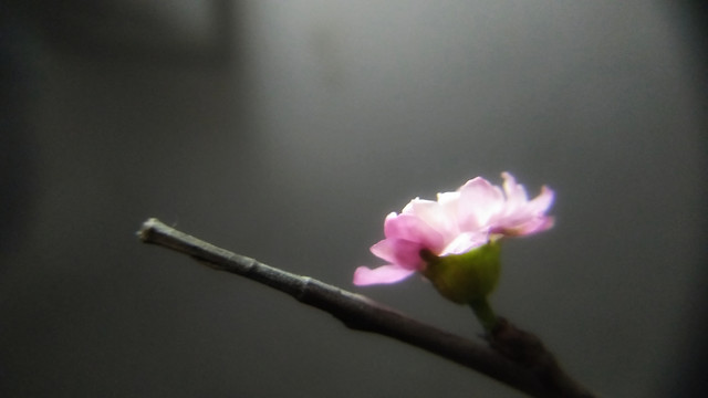 flower-no-person-blur-nature-still-life picture material