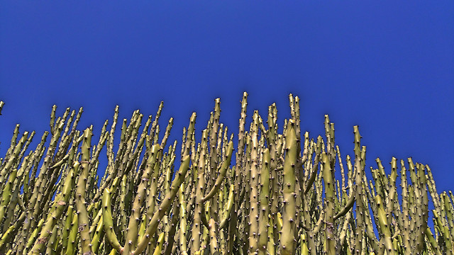 no-person-cactus-nature-growth-outdoors 图片素材