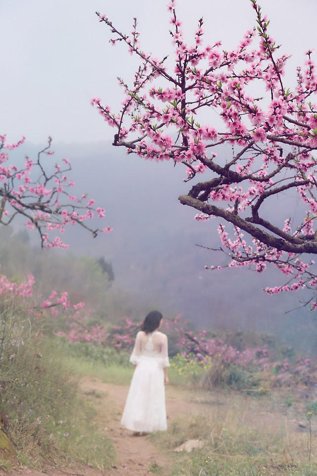 flower-tree-cherry-landscape-nature 图片素材