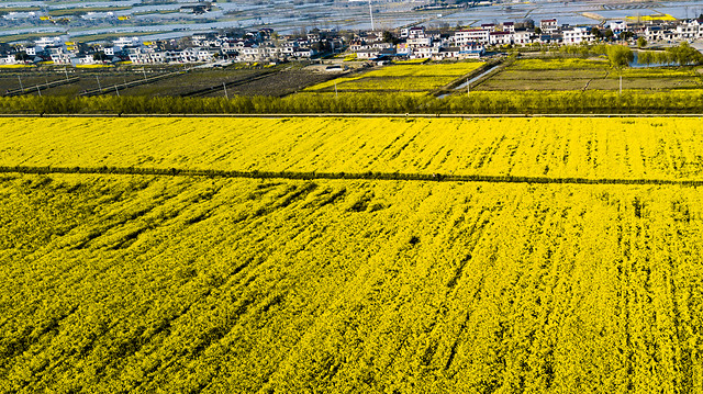 field-agriculture-landscape-yellow-nature picture material