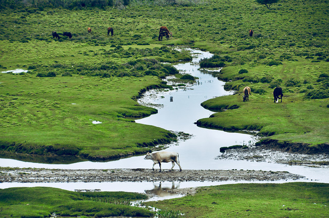 新疆昭苏草原风光 图片素材