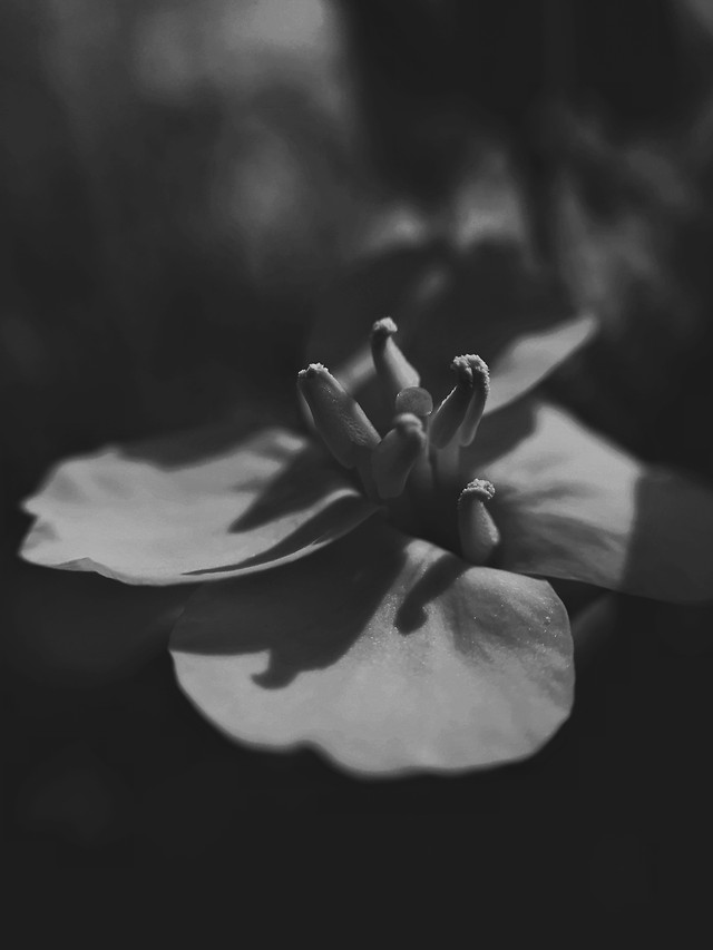 monochrome-flower-no-person-white-black picture material