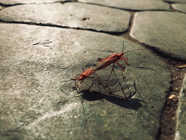 insect-invertebrate-no-person-nature-antenna picture material