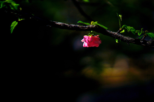 flower-tree-no-person-apple-nature 图片素材