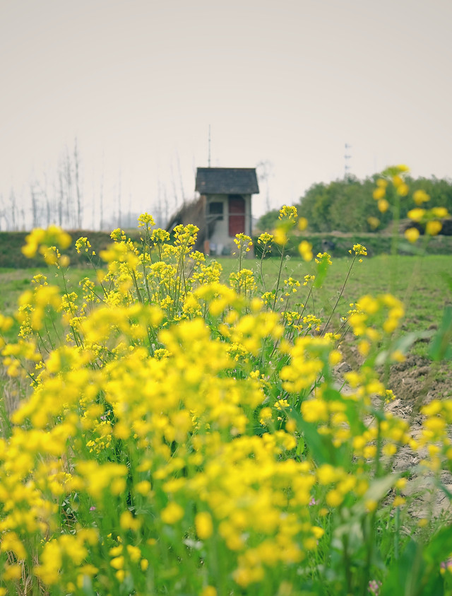 field-flower-landscape-rural-agriculture 图片素材