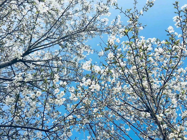 tree-branch-season-cherry-landscape picture material