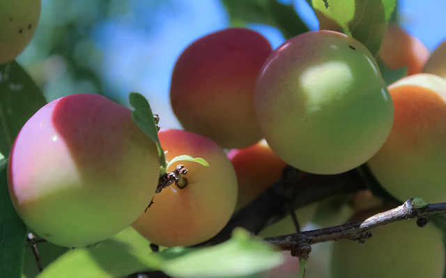 no-person-fruit-nature-leaf-grow picture material