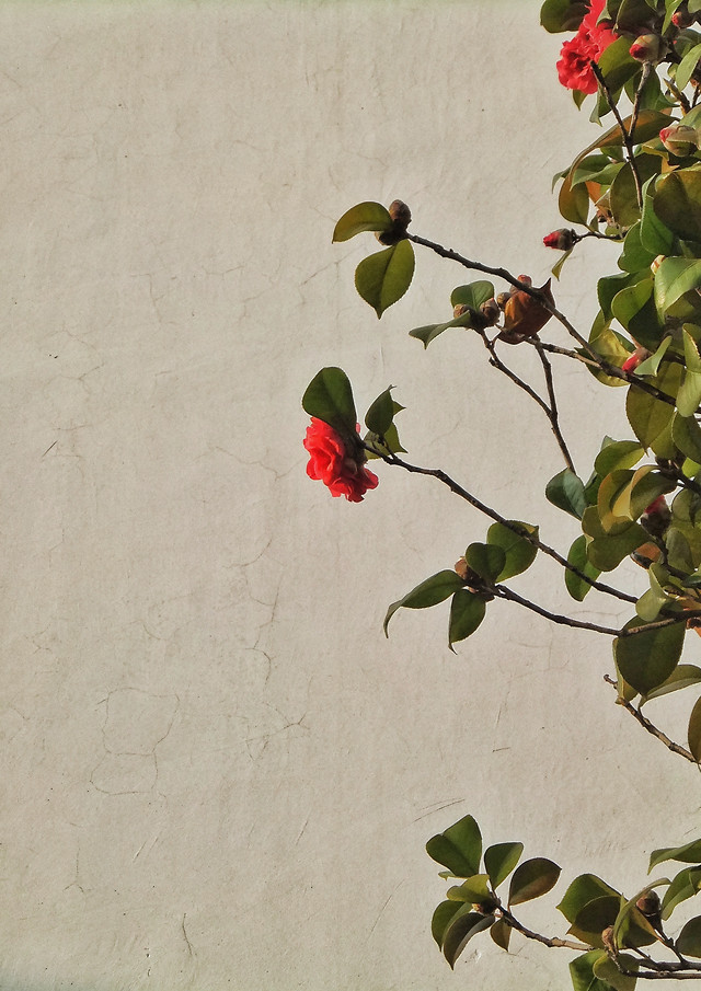 flower-leaf-flora-branch-bird 图片素材