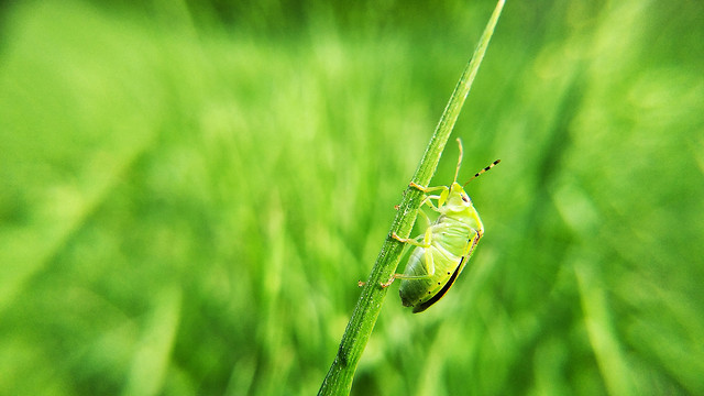 nature-insect-leaf-grass-no-person 图片素材
