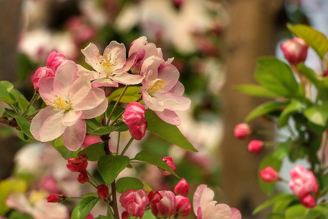 海棠花 图片素材