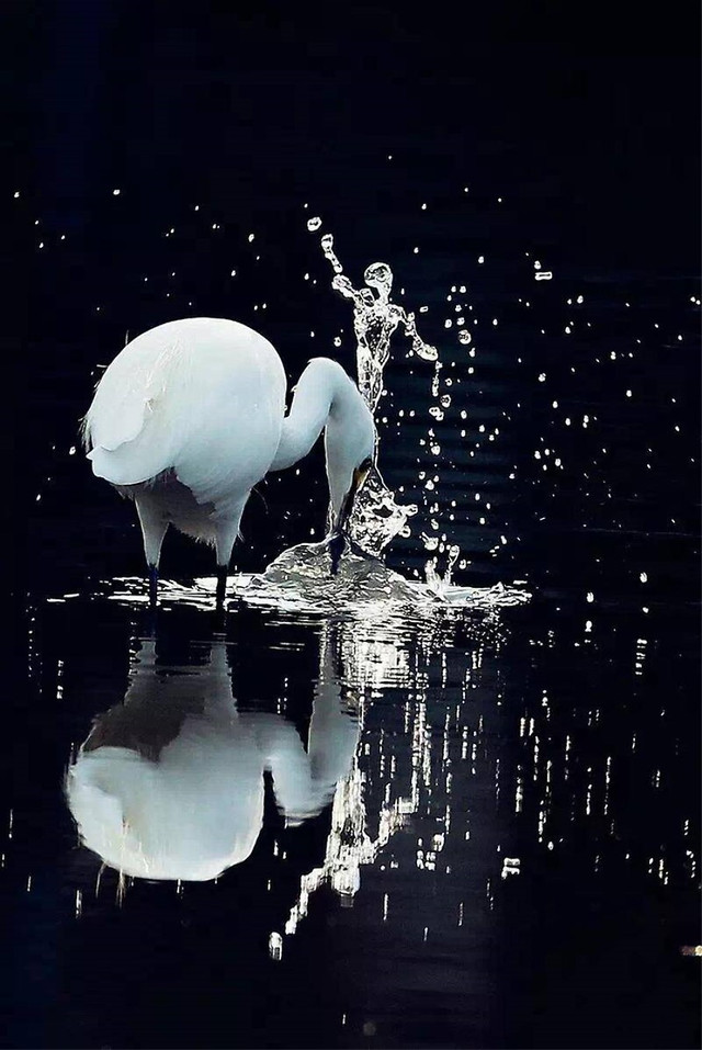 bird-nature-no-person-water-wildlife 图片素材