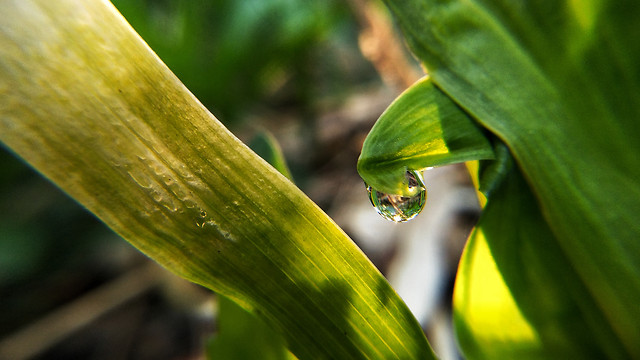 leaf-no-person-nature-flora-rain picture material