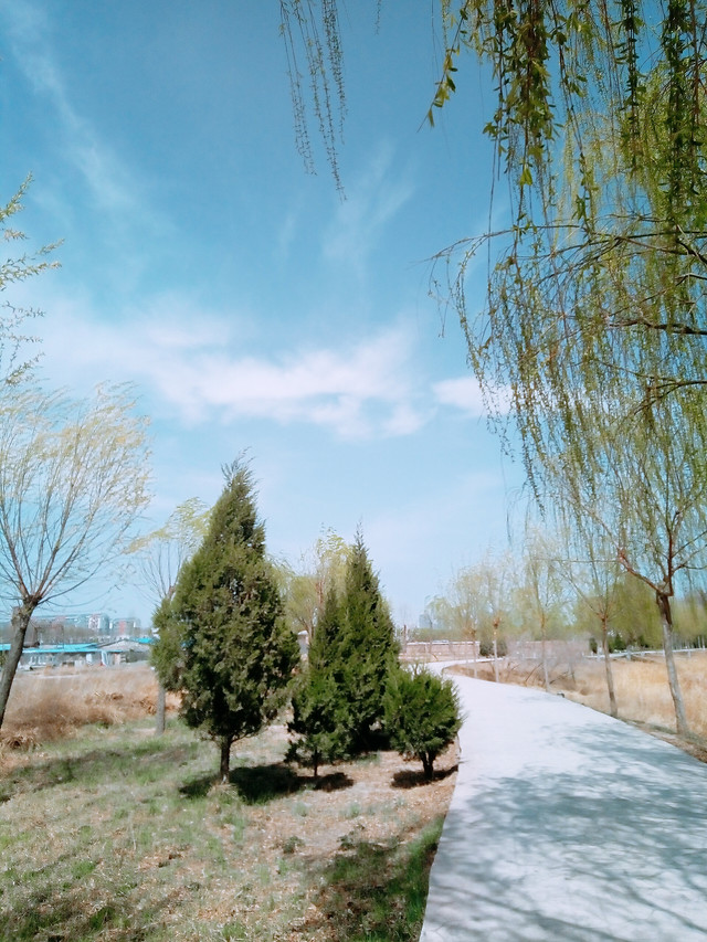 tree-no-person-landscape-nature-outdoors 图片素材