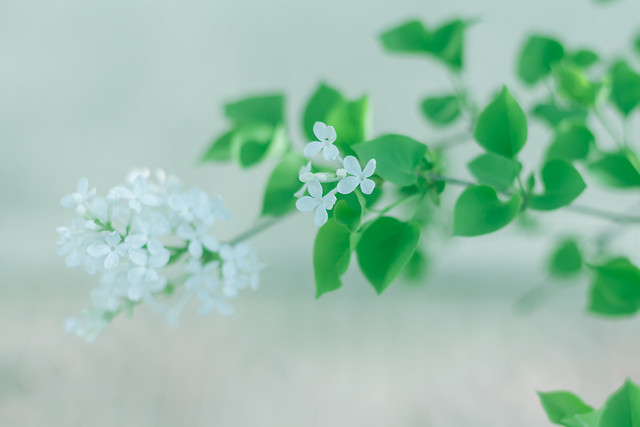 leaf-nature-flower-green-blur picture material