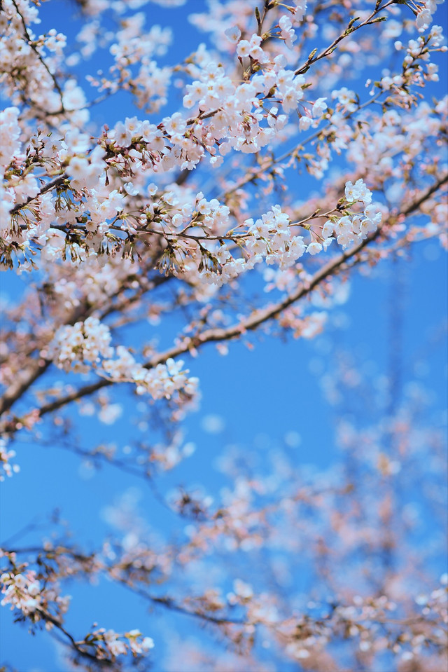 cherry-tree-branch-flower-season 图片素材