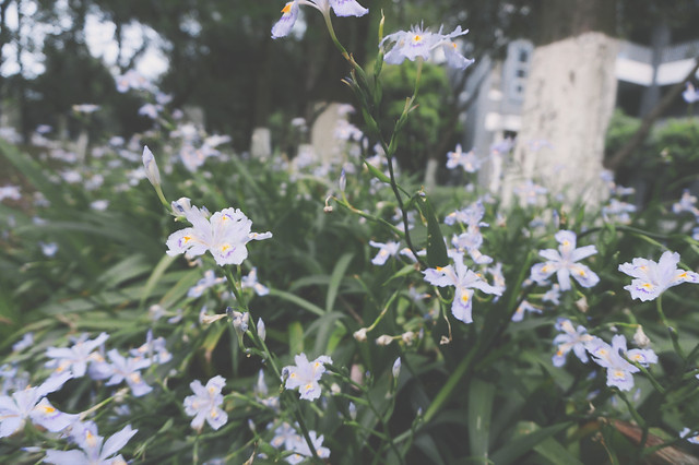 flower-nature-no-person-flora-summer 图片素材