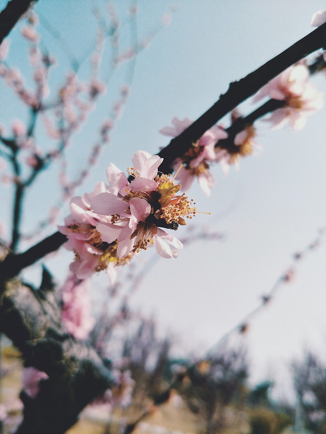 flower-cherry-tree-no-person-branch 图片素材