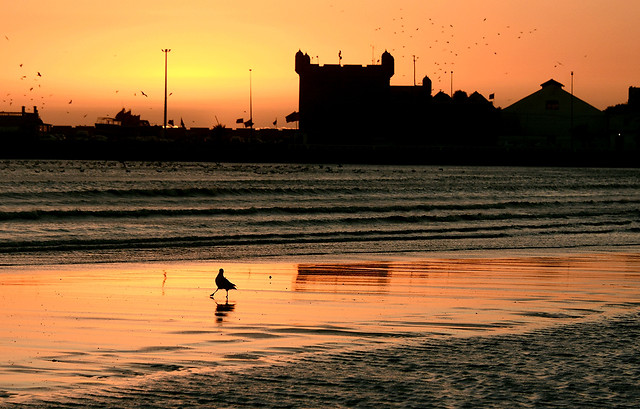 beach-sunset-water-sea-ocean picture material