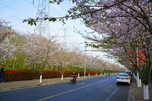 tree-road-landscape-flower-plant 图片素材