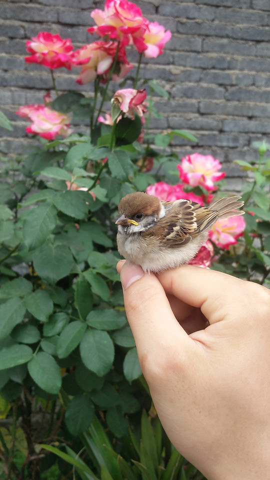 nature-outdoors-garden-bird-flower 图片素材