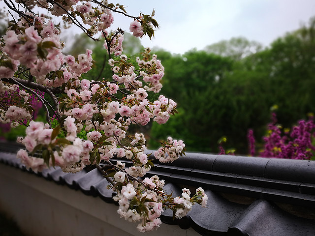 flower-garden-blooming-floral-flora 图片素材