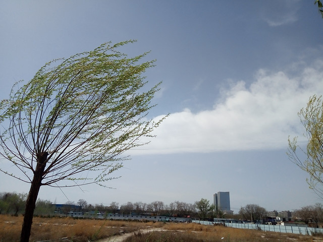 tree-landscape-no-person-nature-sky 图片素材