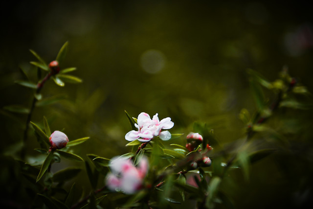 flower-nature-leaf-no-person-flora 图片素材