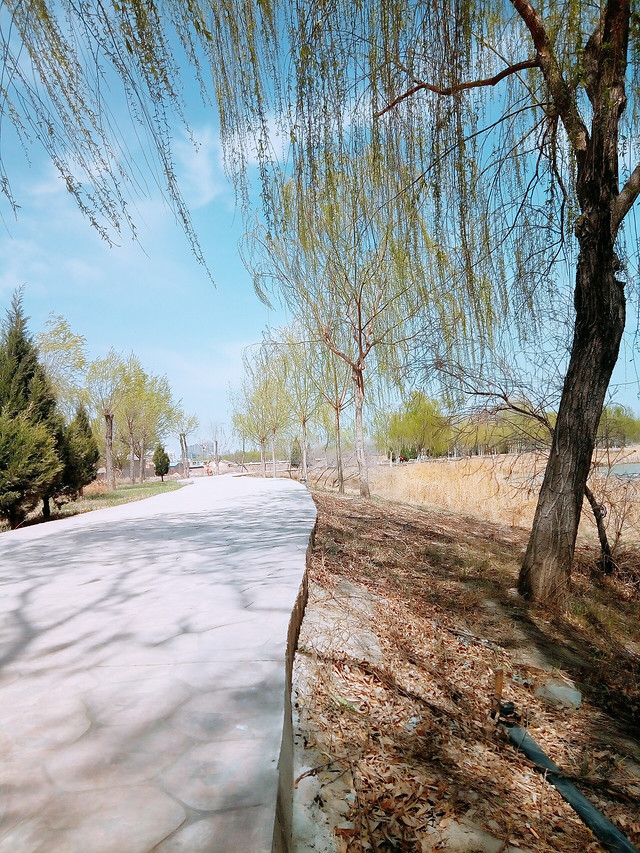 landscape-tree-nature-no-person-water 图片素材