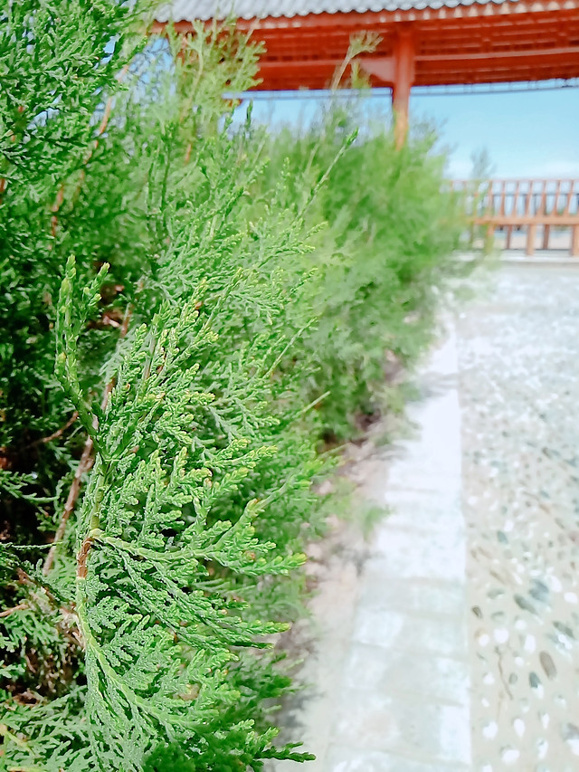 nature-no-person-leaf-flora-summer 图片素材