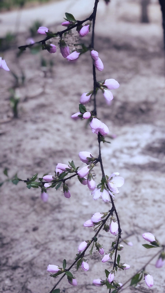 flower-no-person-nature-leaf-branch picture material