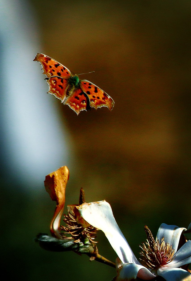 no-person-nature-insect-outdoors-butterfly 图片素材