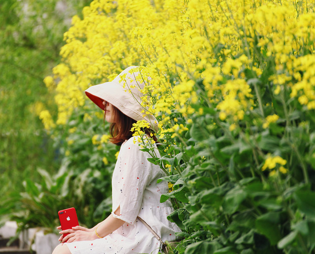 nature-summer-flower-outdoors-yellow picture material