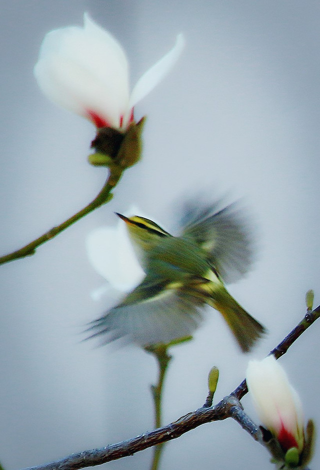 no-person-nature-flower-bird-blur 图片素材